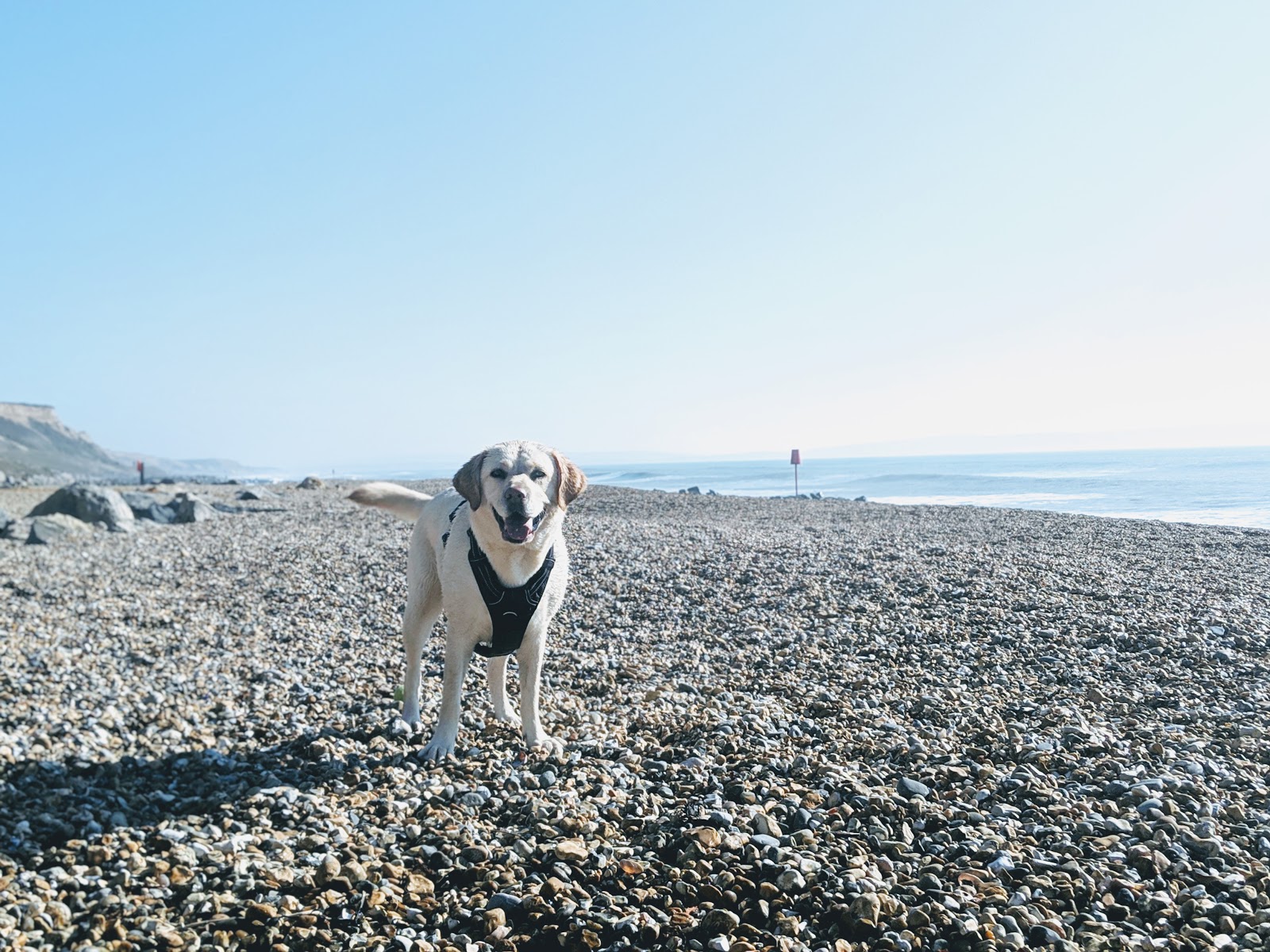 Scully the Labrador on Barton beach
