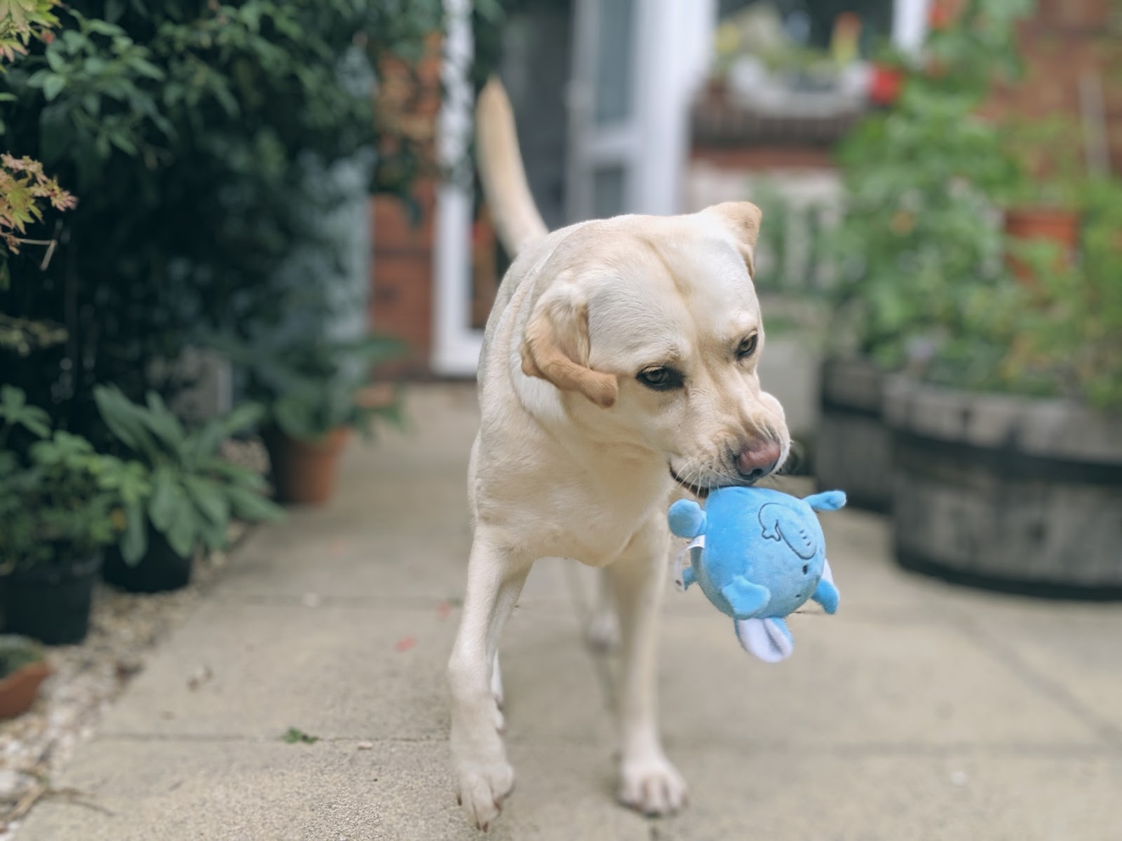 Scully the Labrador with blue elephant toy