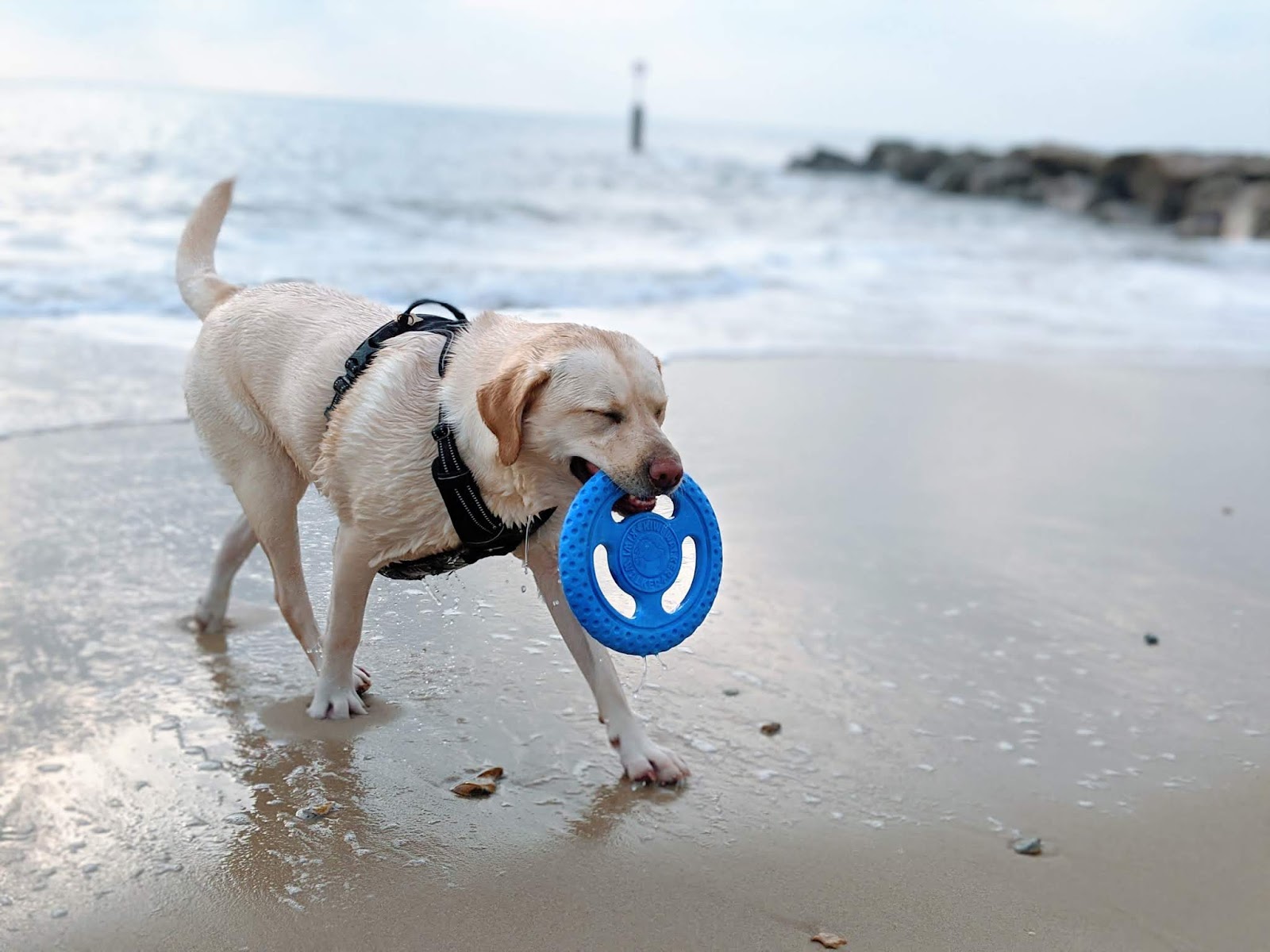 Scully the Labrador with frisbee coming out of sea