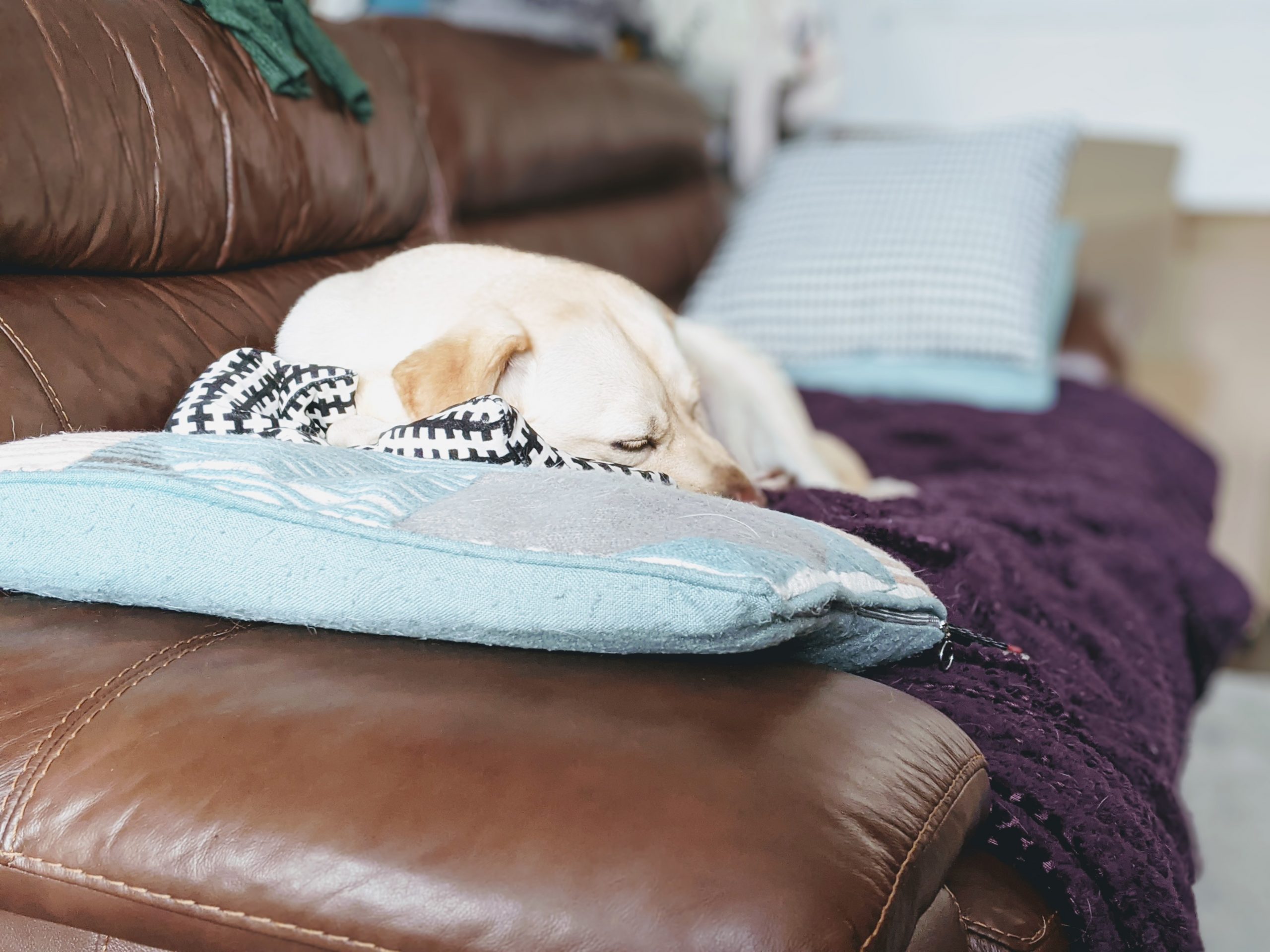 Let snoozing dogs snooze… a weekly check-in