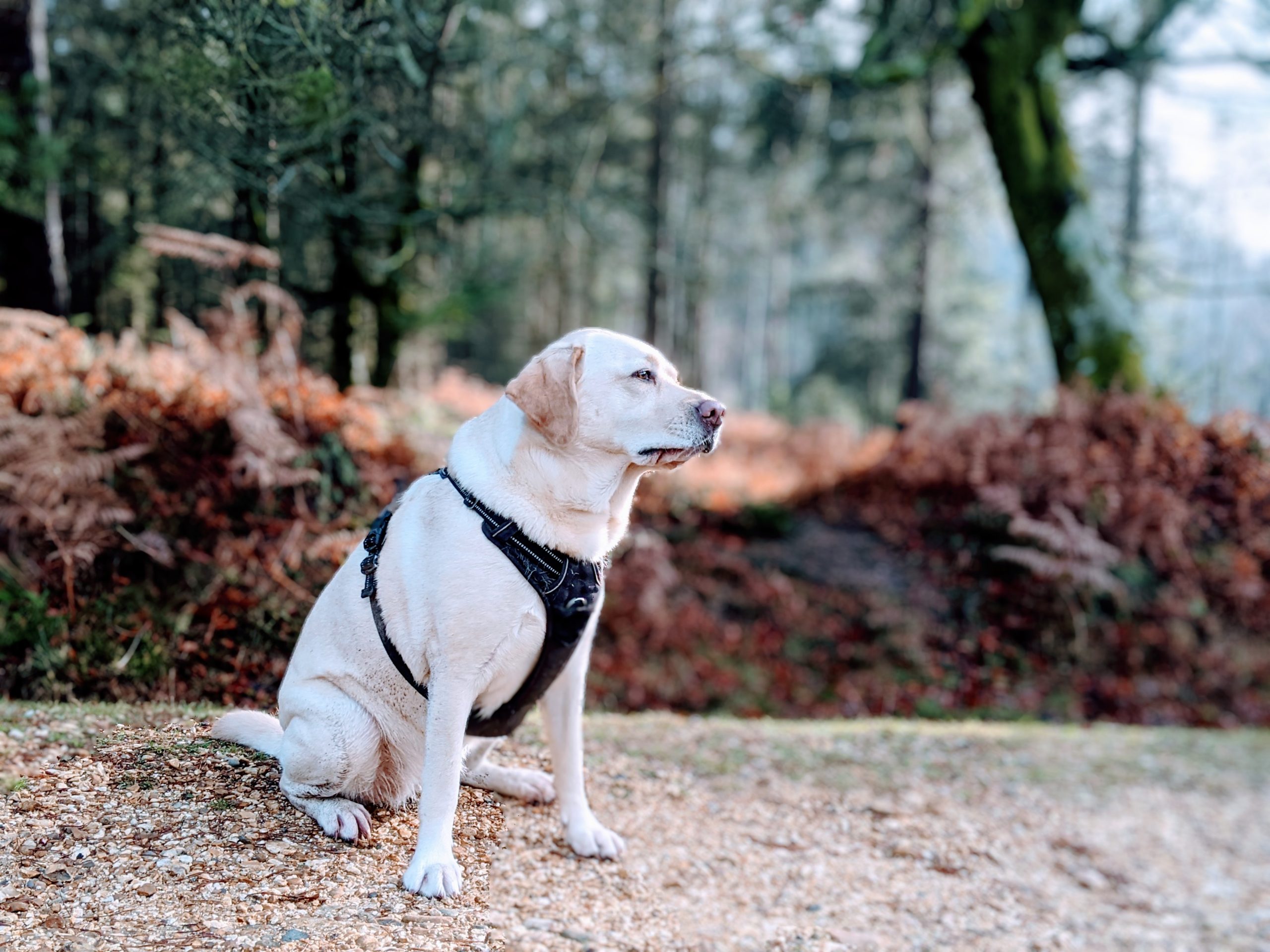 Scully the Labrador in wintery New Forest
