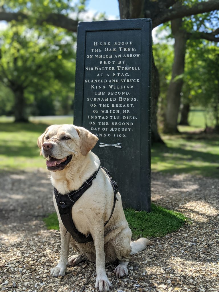 Scully the Labrador sat in front of sign stating this was the location that King William II was shot by accident.