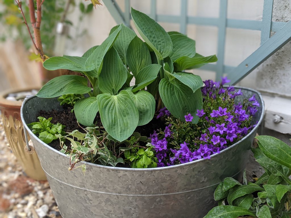 Metal tub planted up with hosta and purple flowers