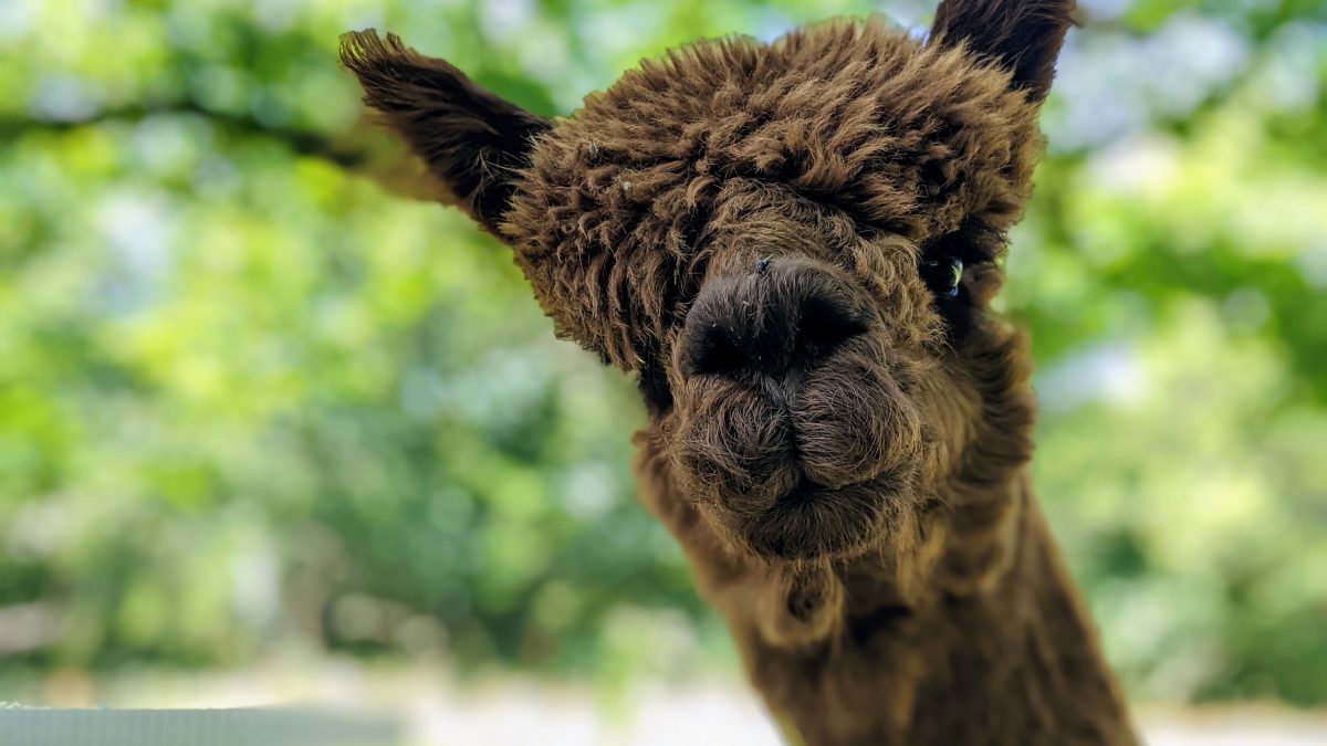 Teenage detectives and an alpaca friend… a weekly check-in