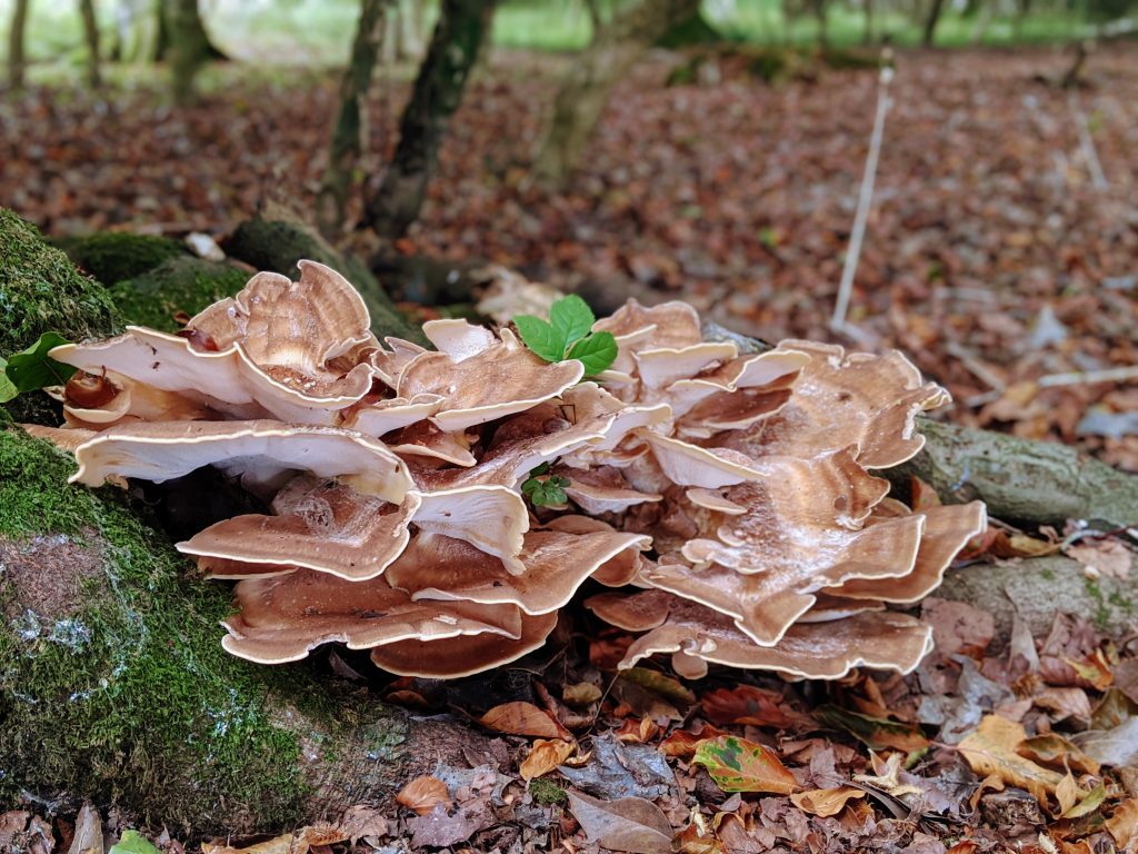 Mushrooms growing at base of tree