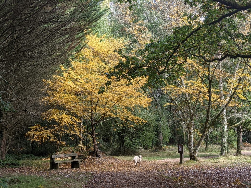 View of trees with yellow leaves