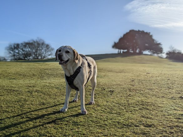 Labrador standing in front of hill with clump of trees at top, in sunshine
