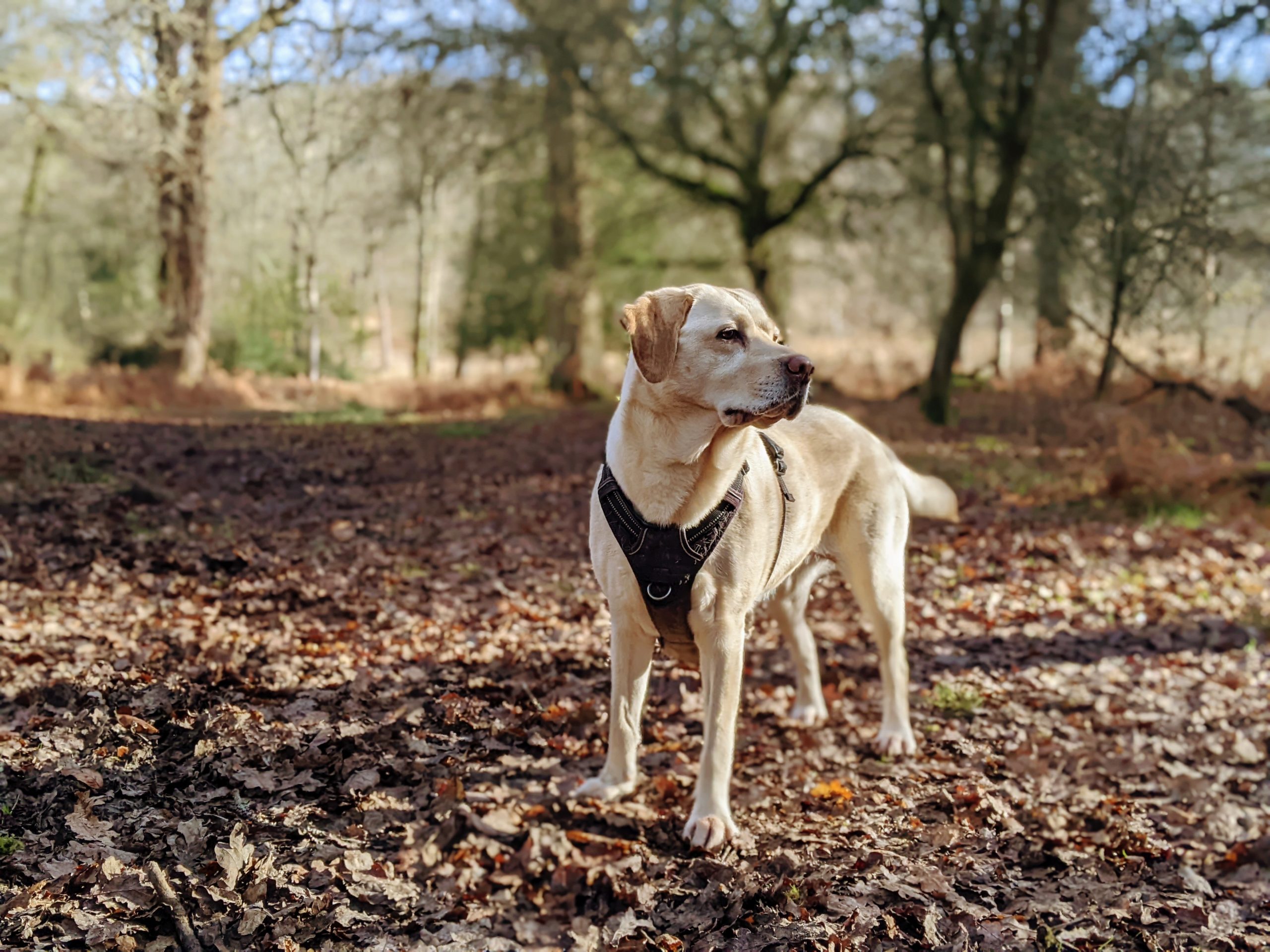 Labrador in forest on fallen leaves