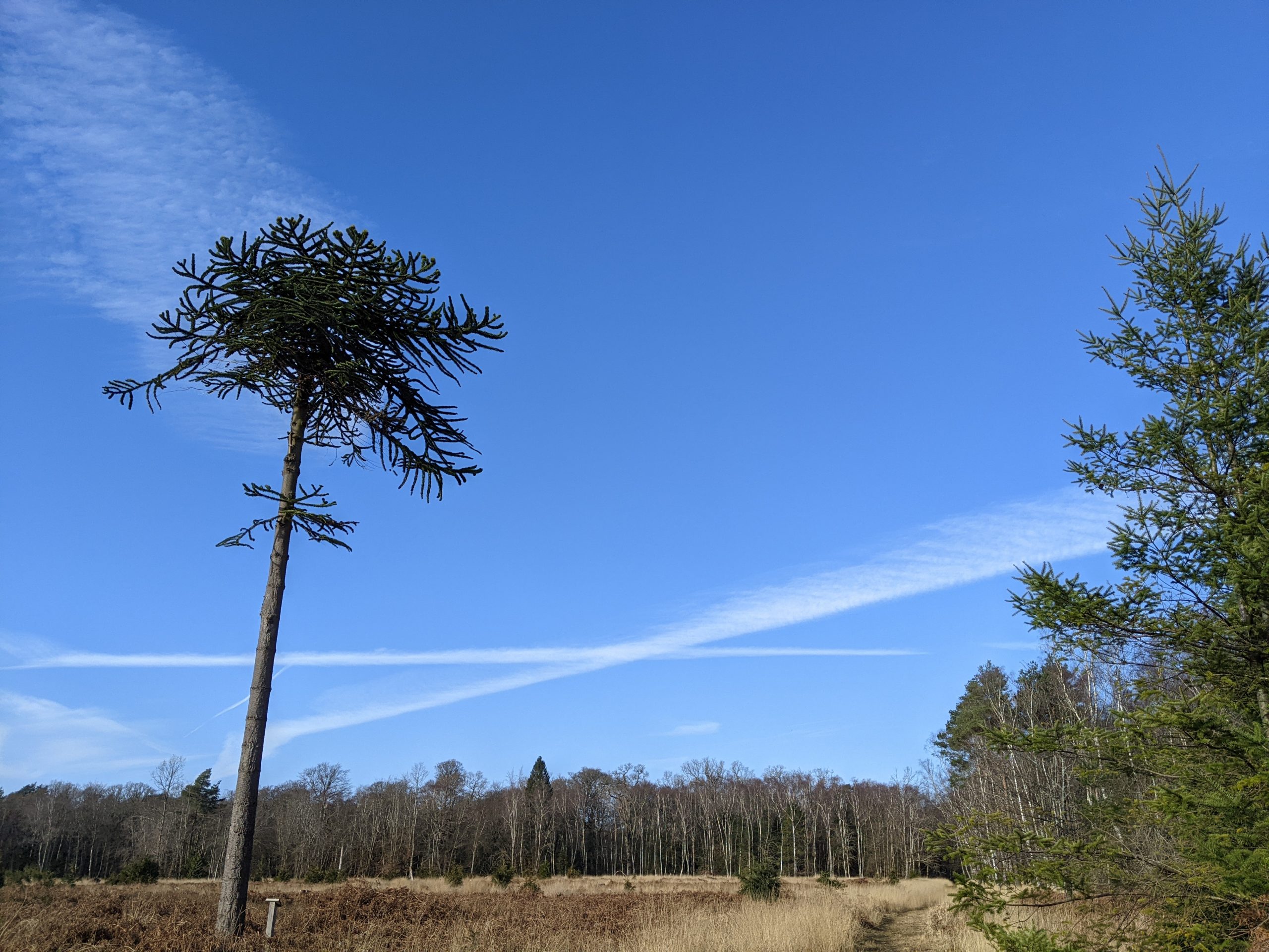 Monkey puzzle tree in New Forest