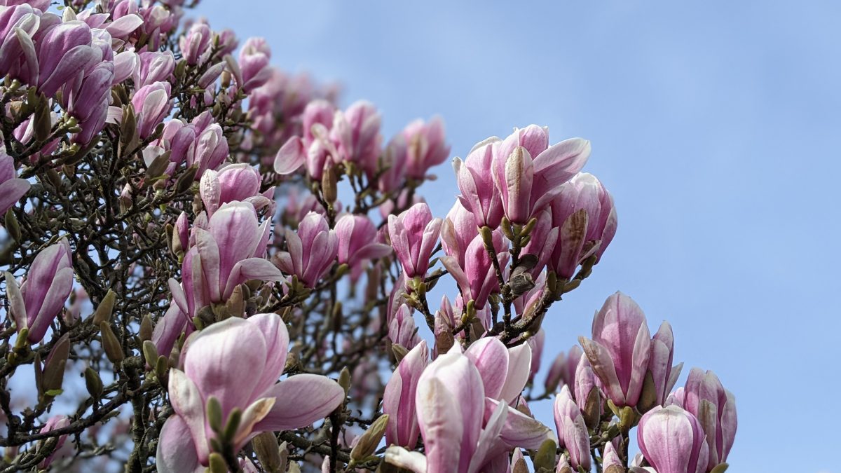 Magnolia time… a weekly check-in