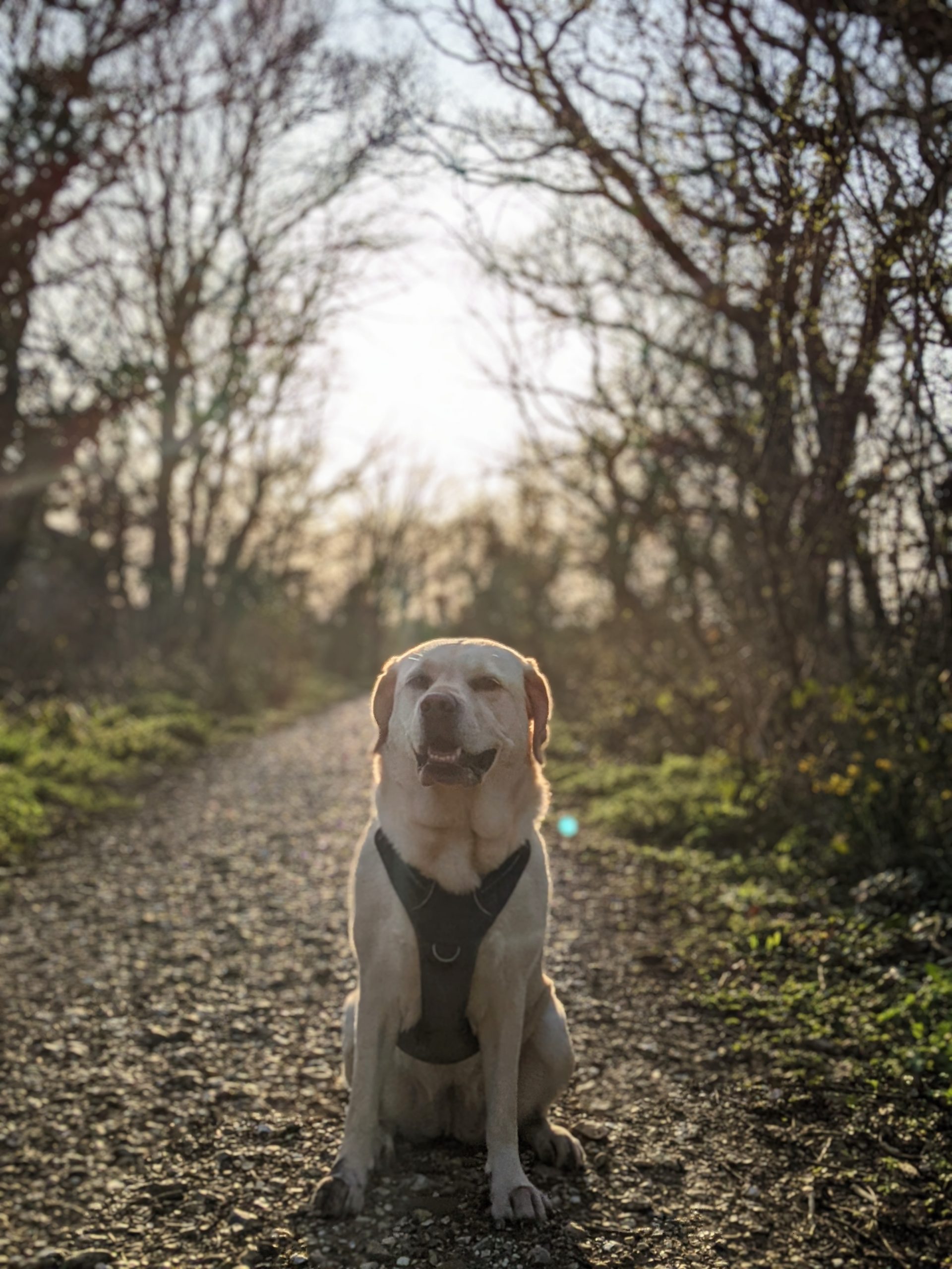 Scully the Labrador in evening sunlight