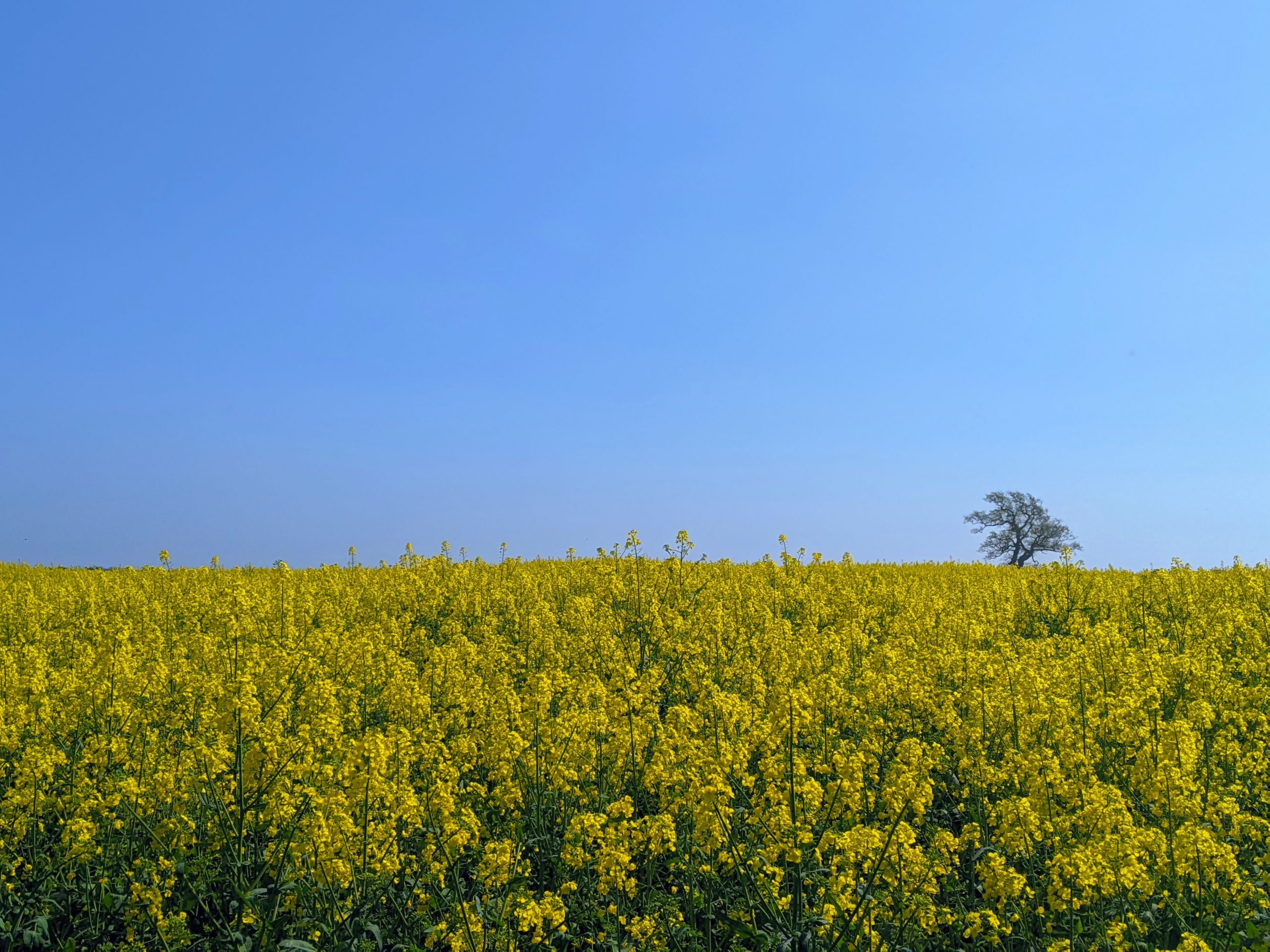 Yellow field of oilseed rape with blue sky, similar to Ukraine flag