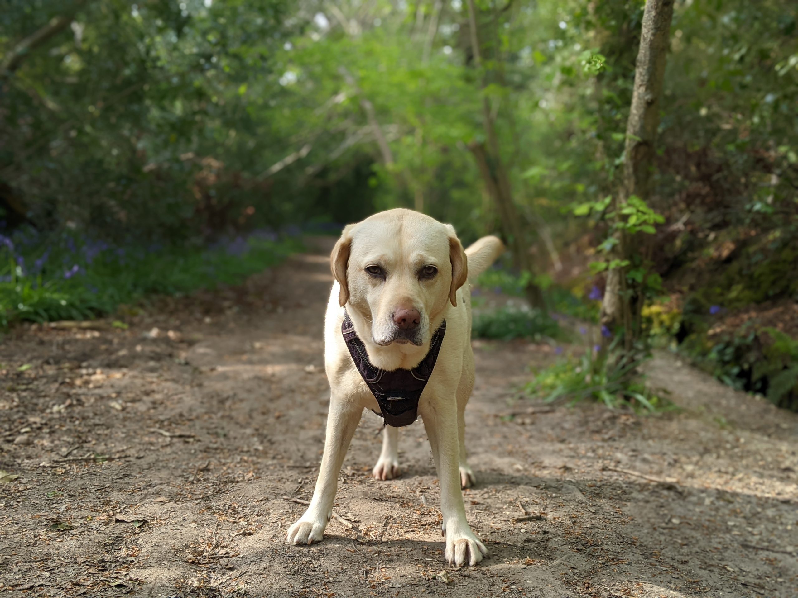 Labrador dog standing on forest path.