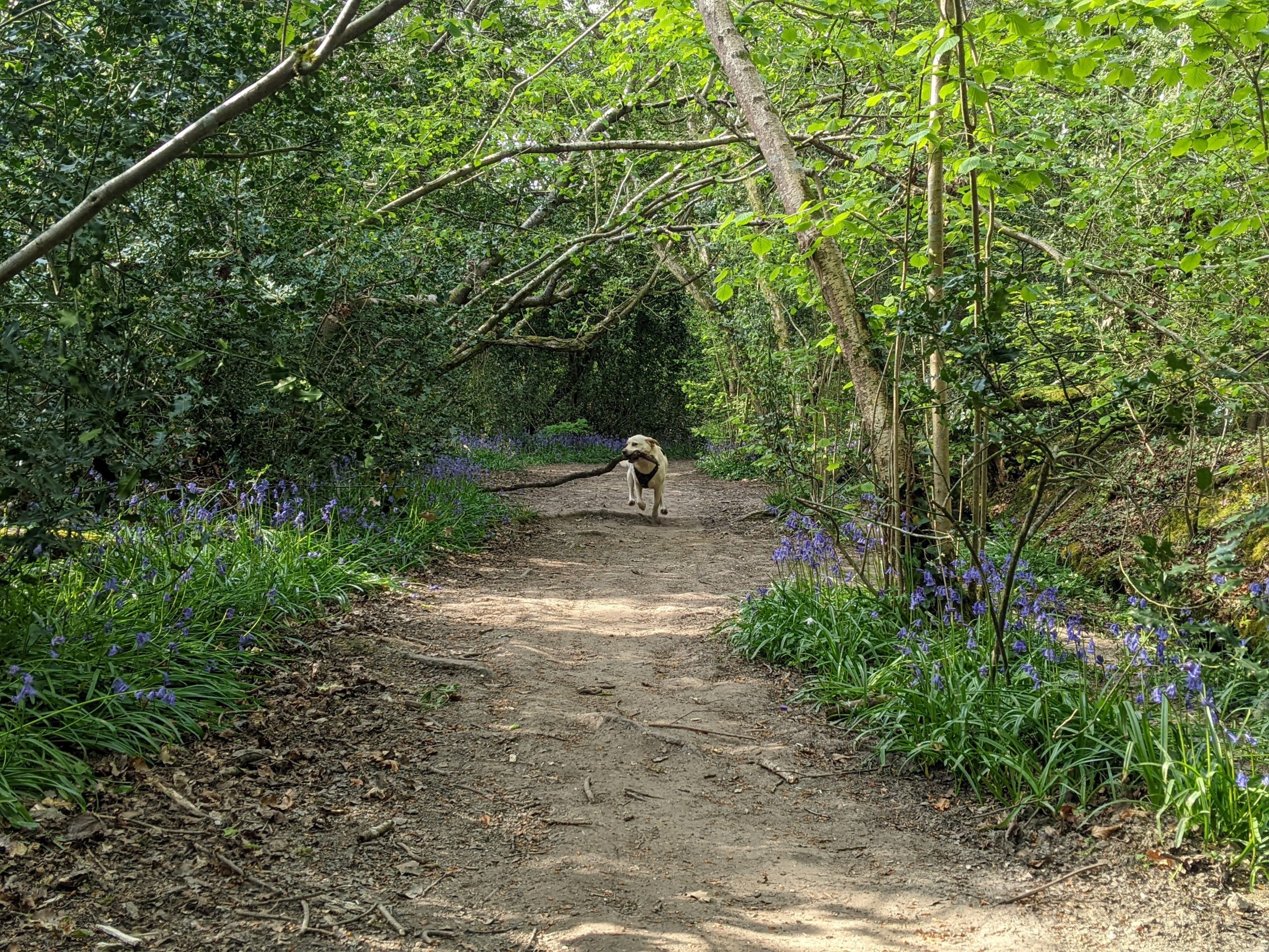 Path leading into woods with Labrador carrying large stick running in distance.