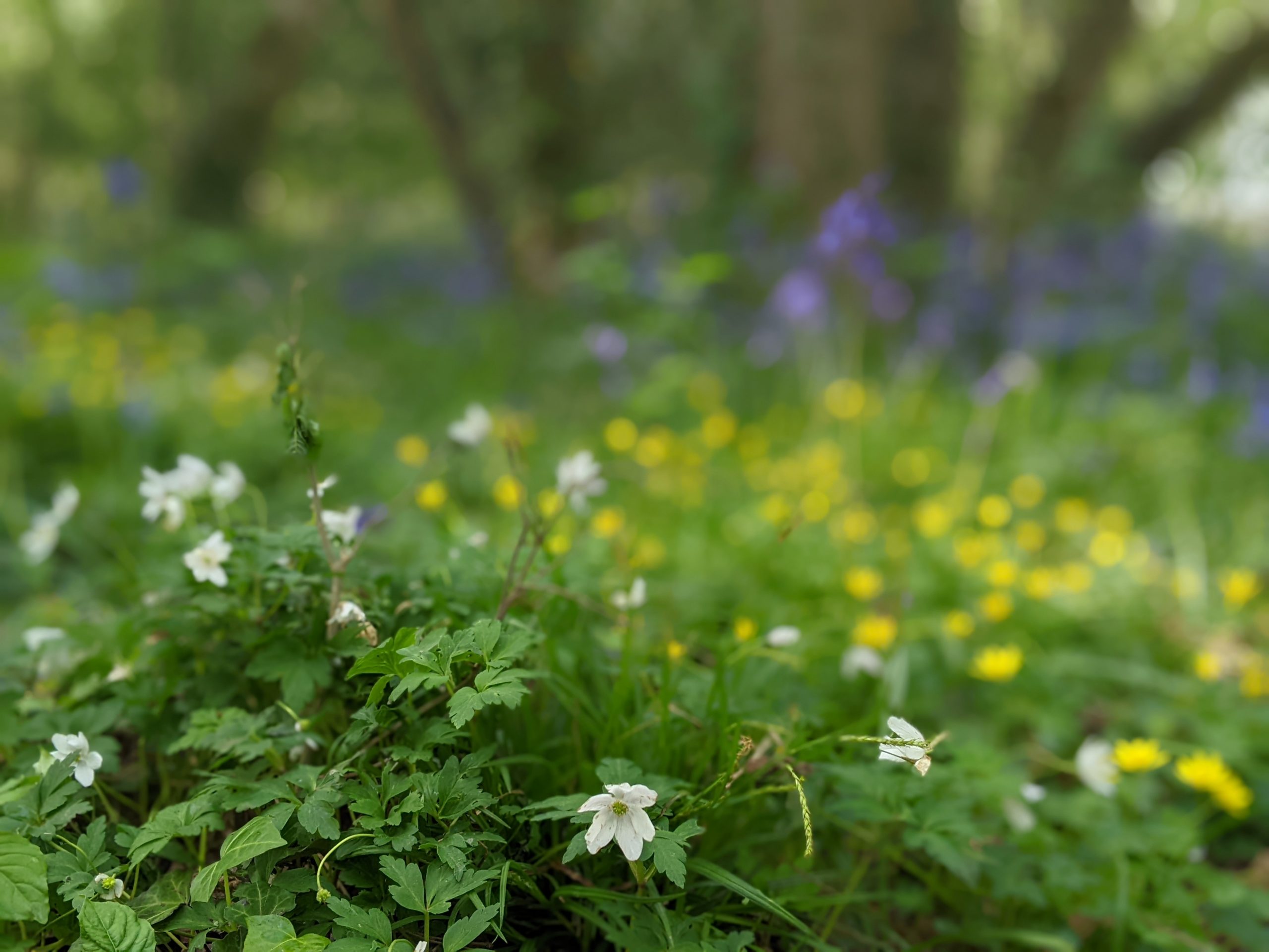 Forest flowers, white anemone in foreground, blurry yellow and blue in background.
