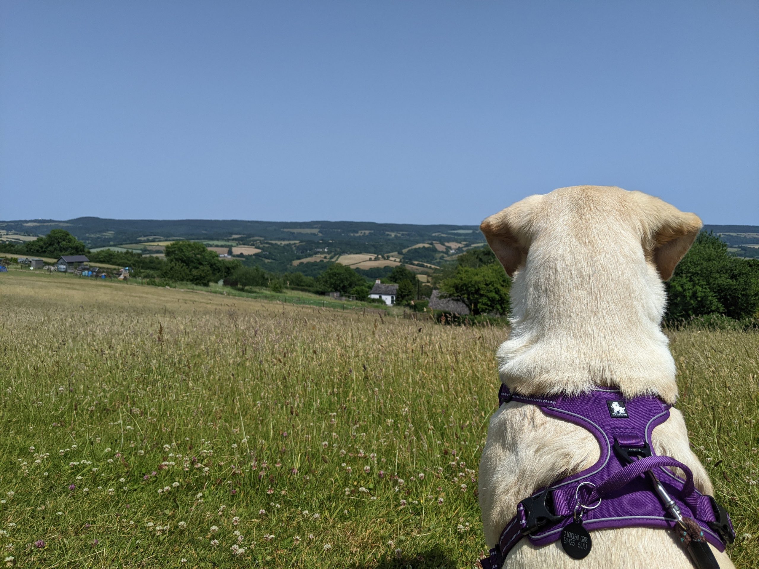 Back of Labrador looking out over grass and rolling hills