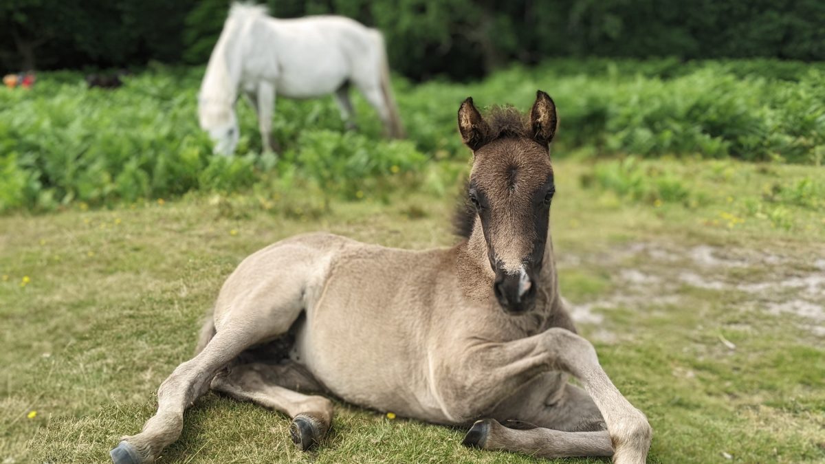 Adorable baby ponies… a weekly check-in