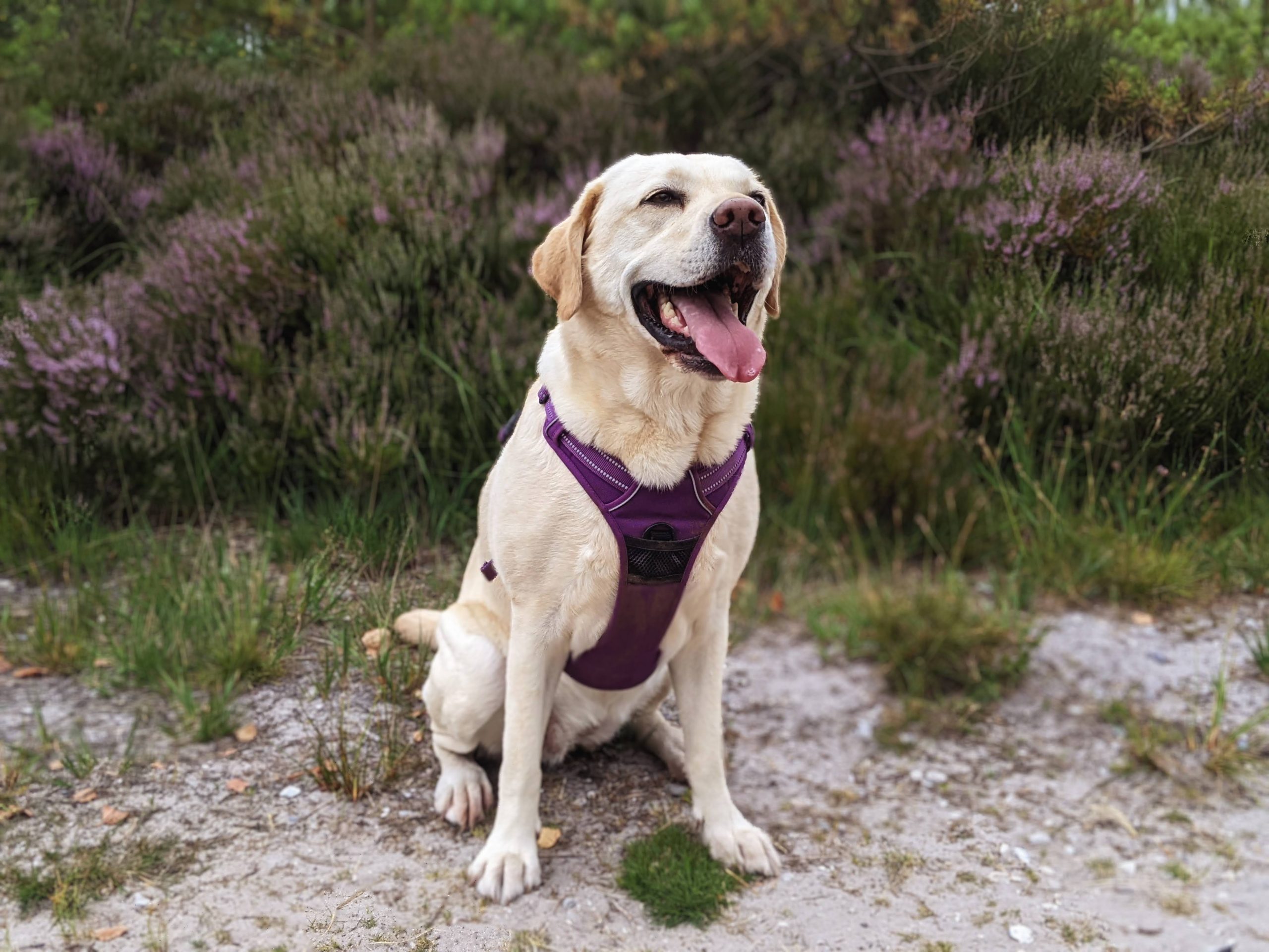 Labrador dog in purple harness sat in front of purple heather