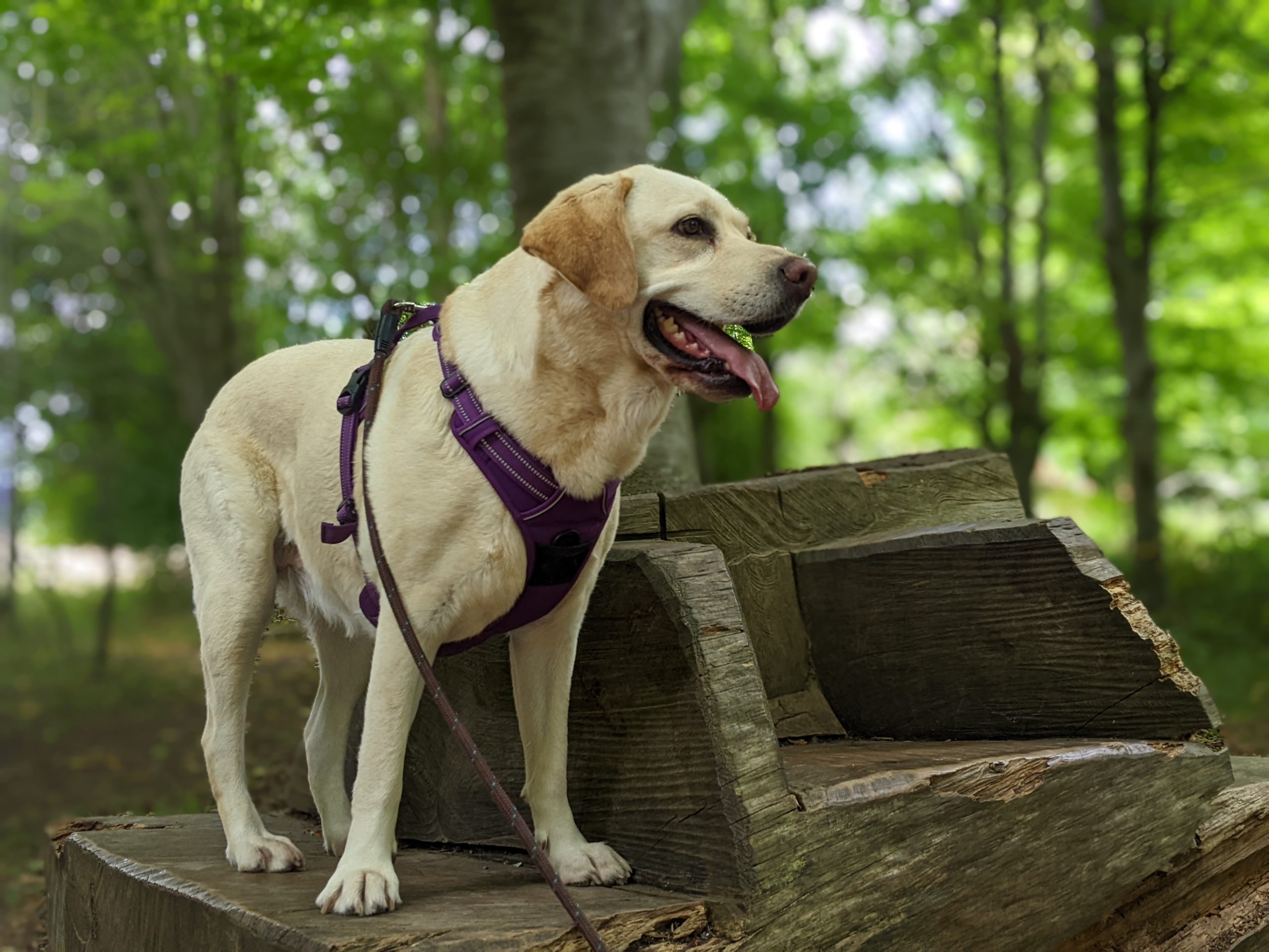 Labrador dog stood on rustic log bench in woodland
