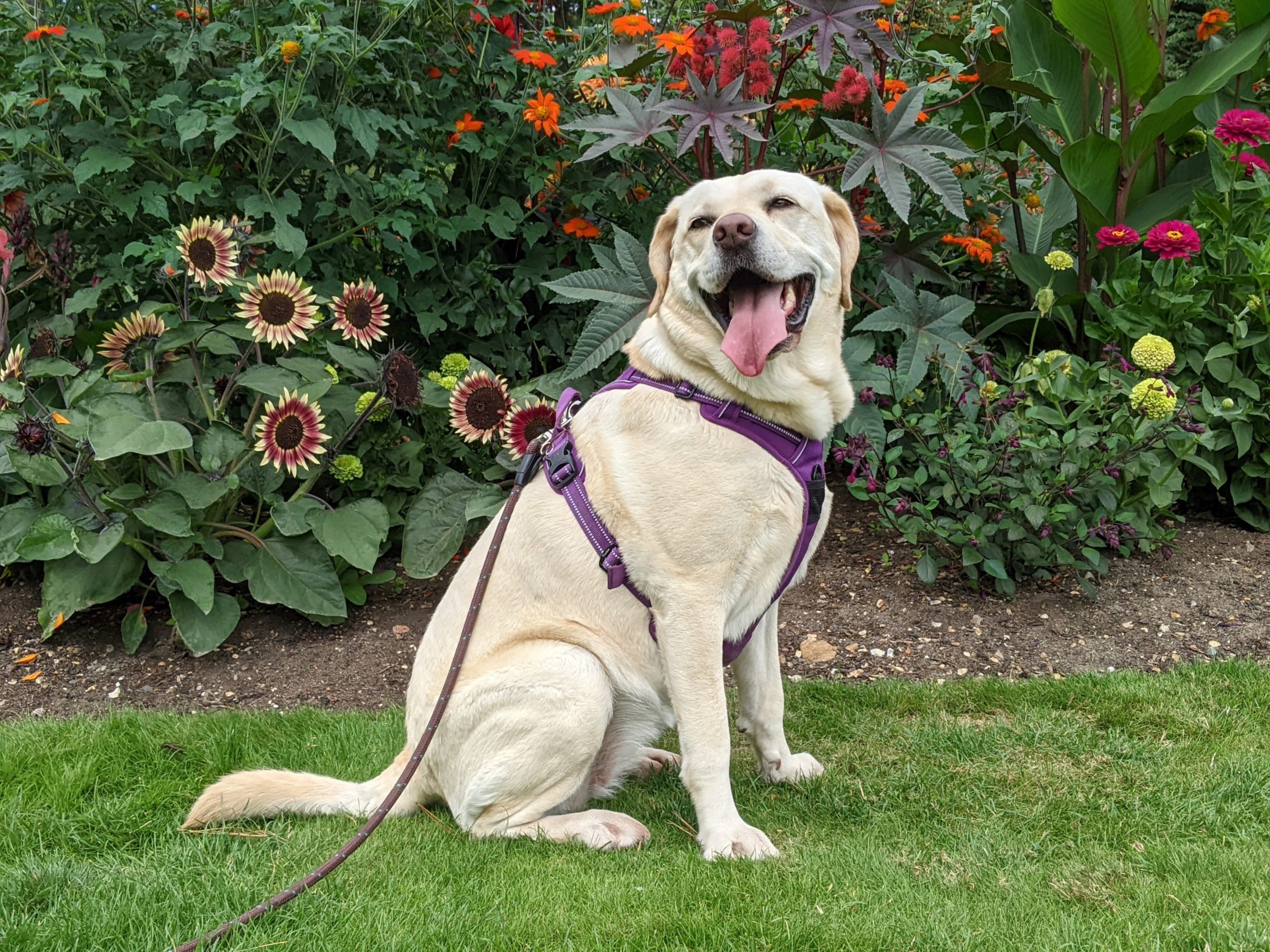 Labrador dog sat in front of sunflowers and other plants