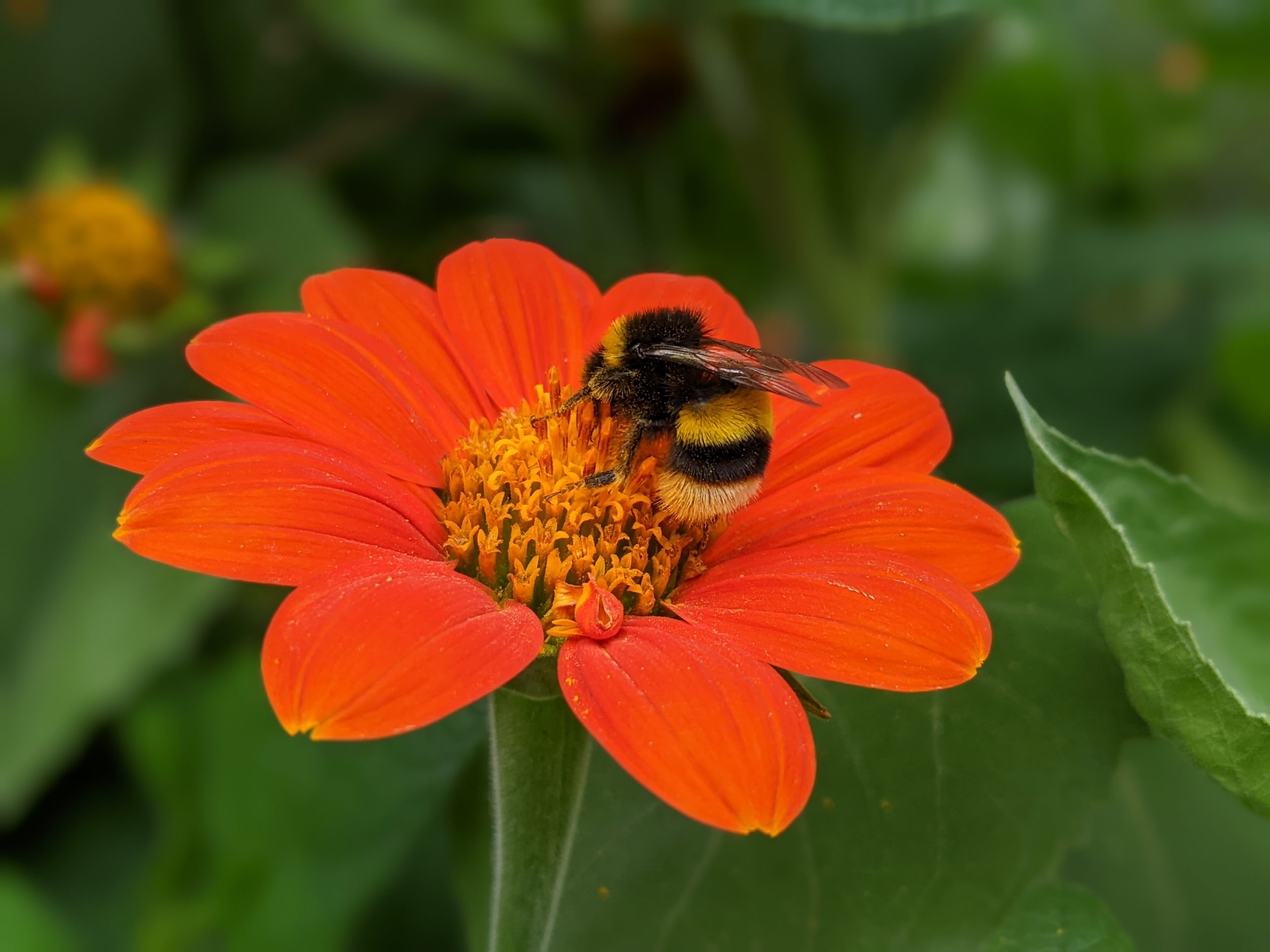 A bumblebee on an orange flower