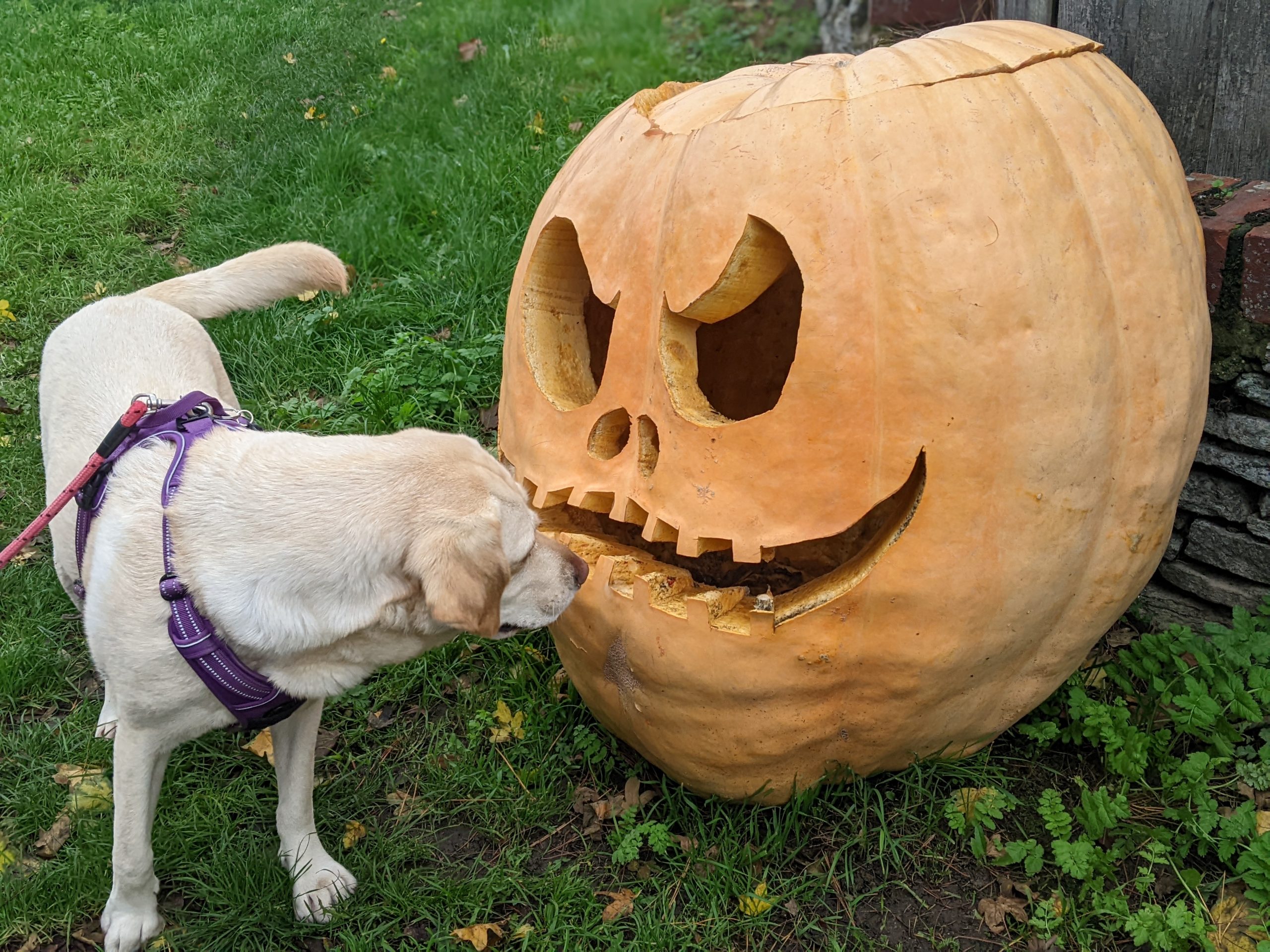 Labrador dog sniffing pumpkin that's twice the size of her