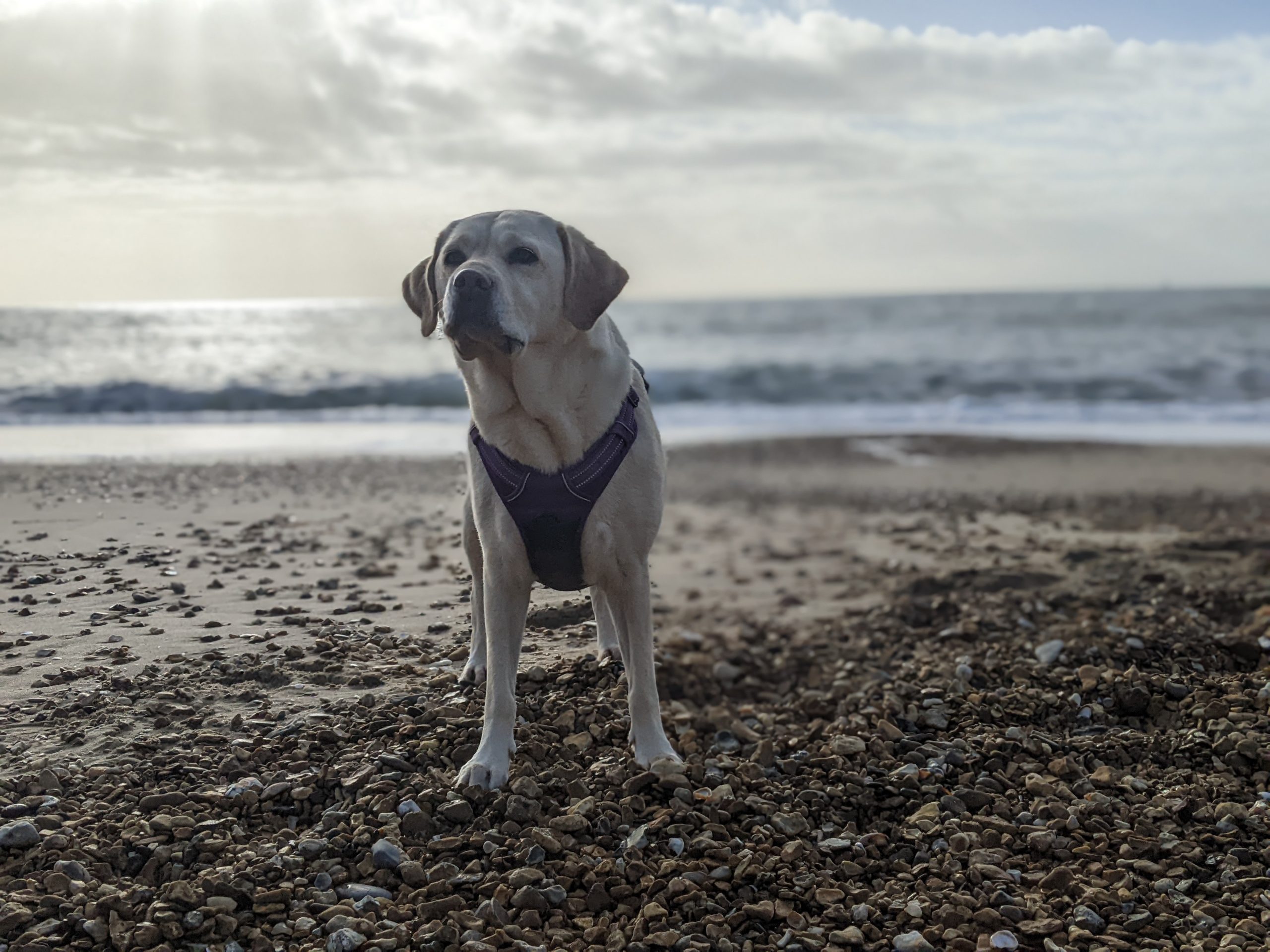 Labrador dog standing on pebble beach, moody sky.