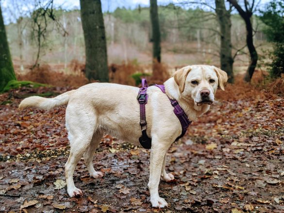 Yellow Labrador dog stood on leaf covered path in woods.
