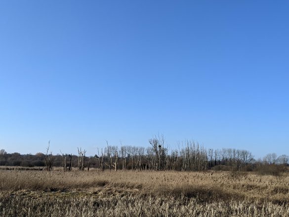 Romsey Fishlake Meadows - a marsh area with dead looking trees in the distance. Sky is bright blue and cloudless.
