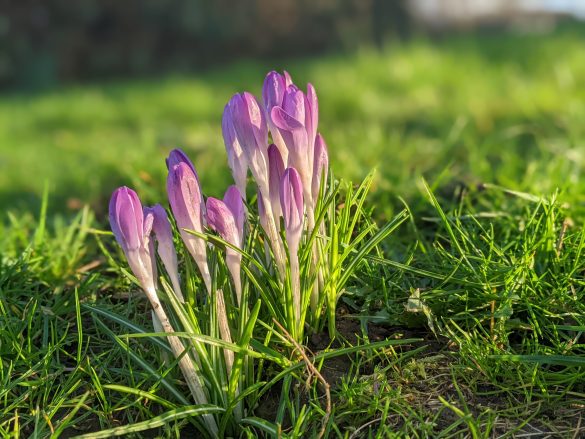 Purple crocus flowers in sunlight