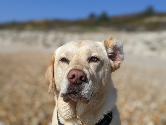 Headshot of yellow Labrador dog with one ear folded back and nose at a wonky angle.