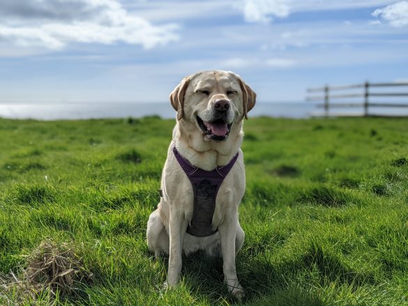 Labrador dog with eyes closed sat on grass with sea in background.
