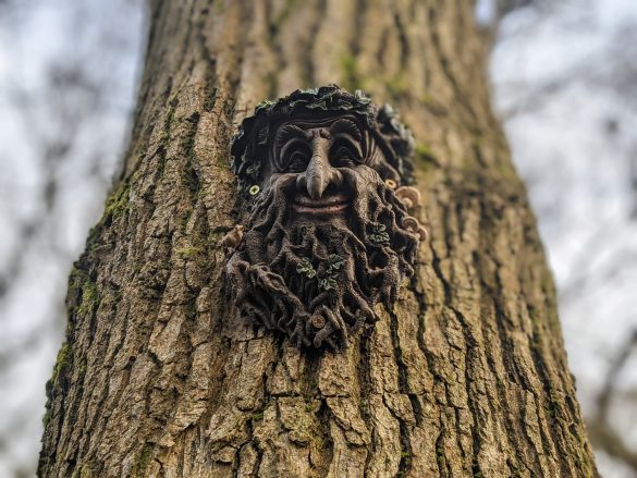 A sculpture of a bearded face on a tree in the style of the "Green Man of the Woods"