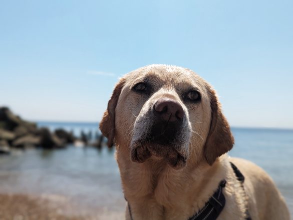 Wet Labrador dog at the beach with a grumpy expression