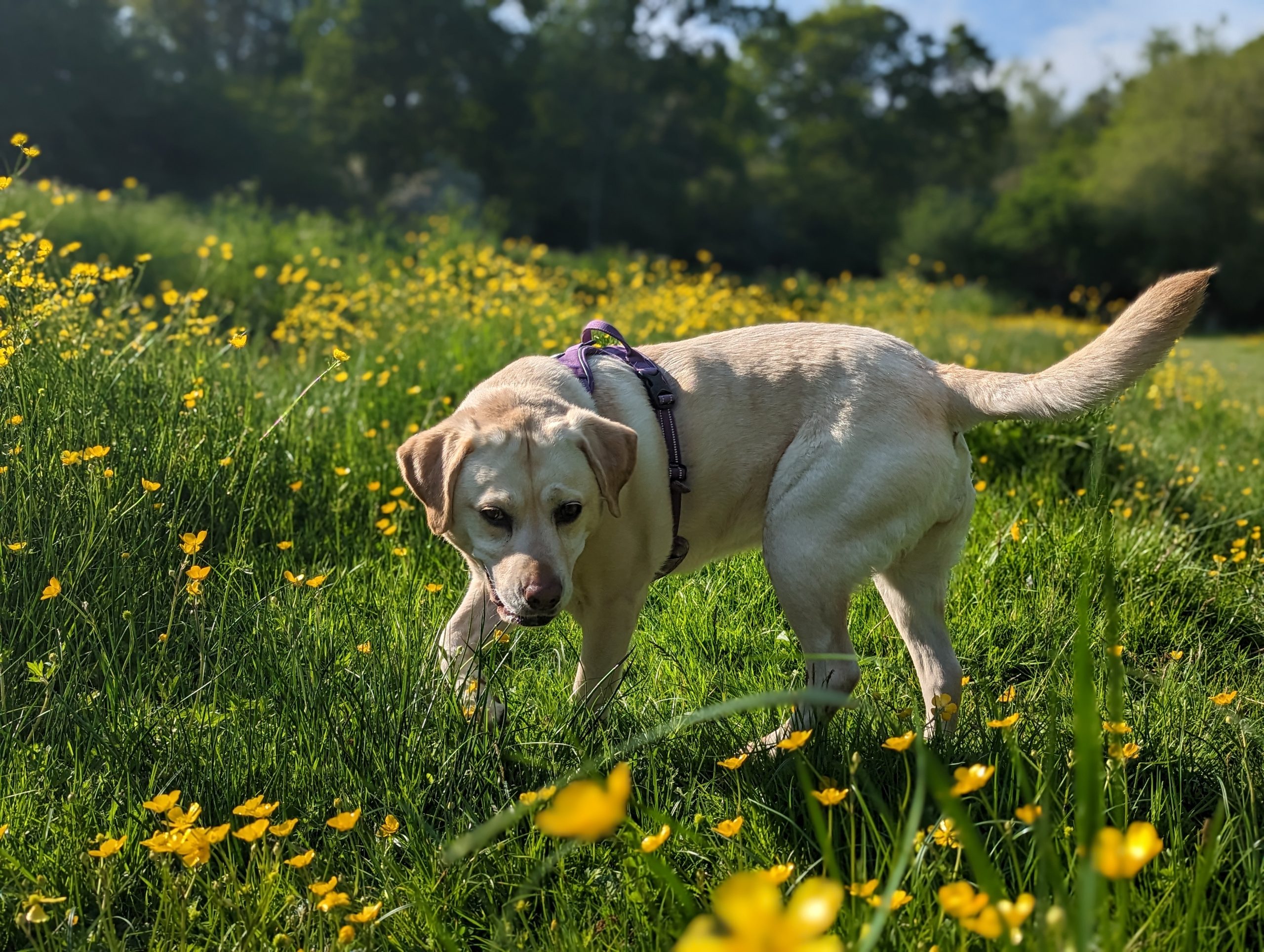 Labrador dog in meadow surrounded by buttercups.