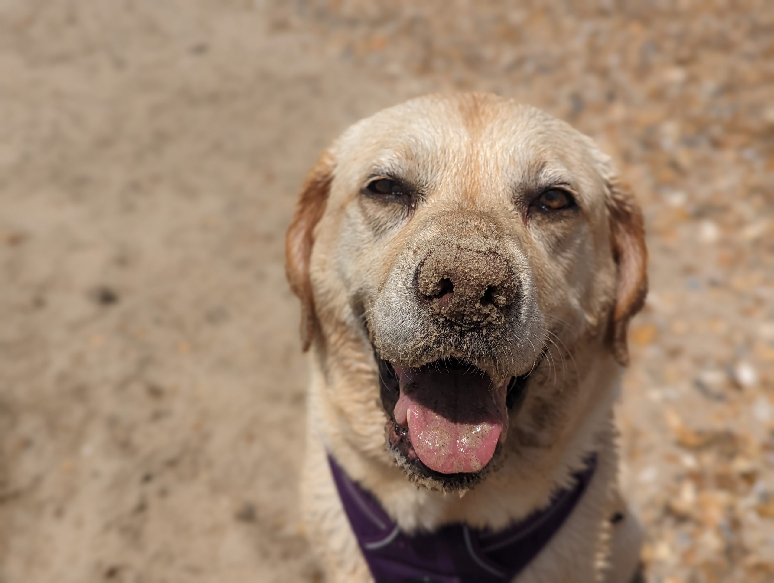 Labrador dog with sandy nose