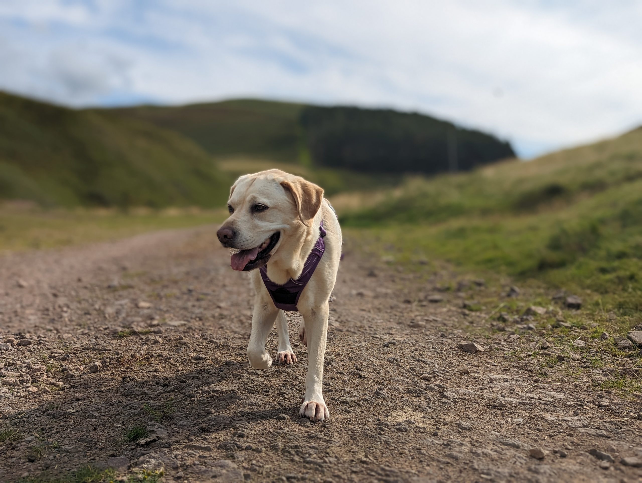 Labrador dog casually walking down farm track with hills in background