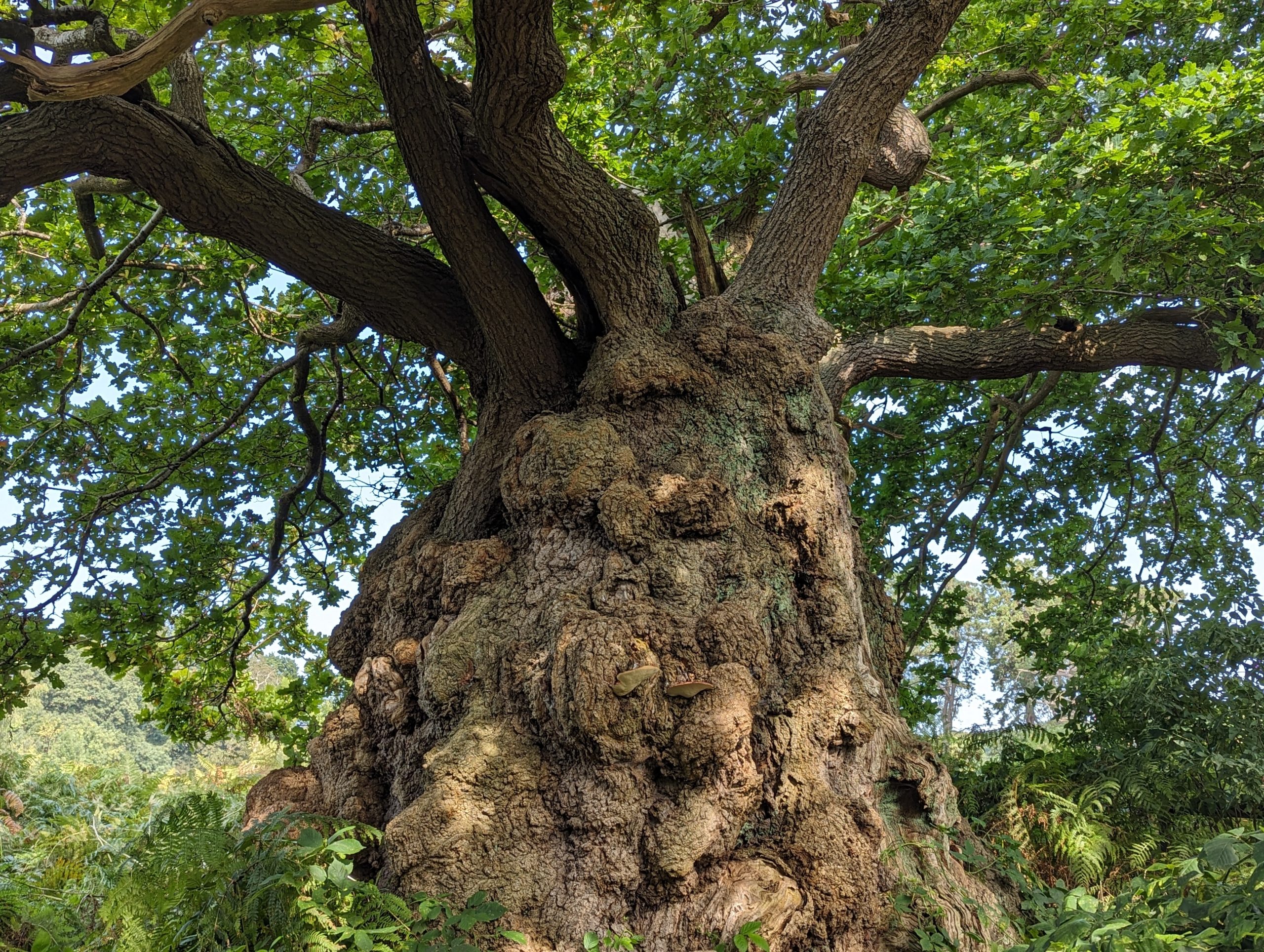 A very old and gnarly oak tree