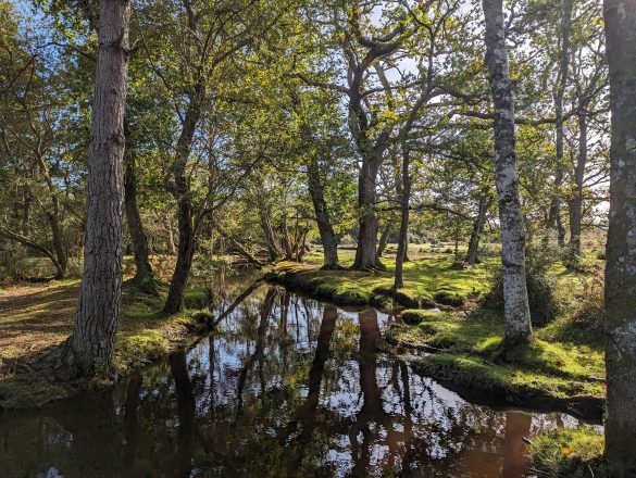 Overlooking a peat-infused stream in the forest on a sunny day