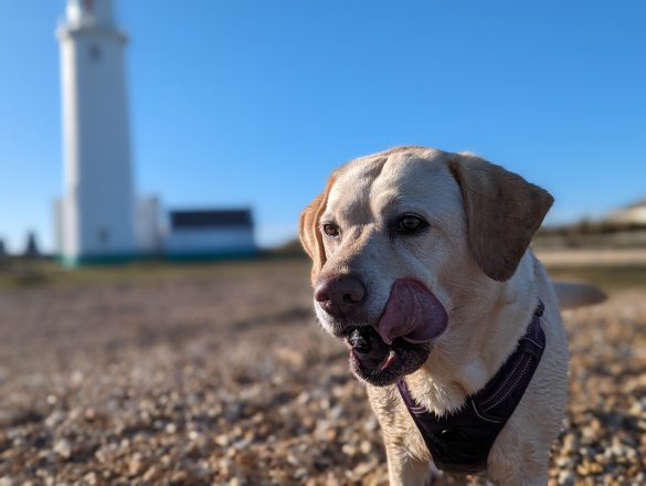 Labrador dog licking her lips, with blue sky and lighthouse in background.