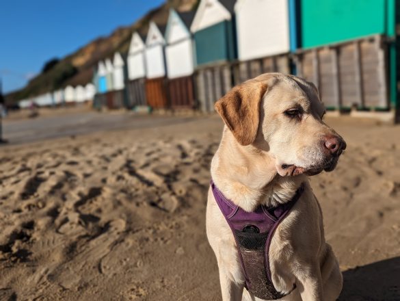 Yellow Labrador dog looking away from camera, beach huts in bacground.