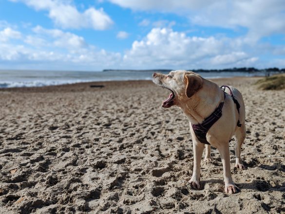 Labrador dog yawning on beach