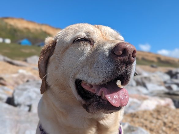 Headshot of panting Labrador dog. Sky behind her is bright blue.