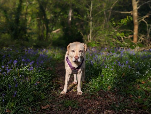 Labrador dog standing in the woods surrounded by bluebells.